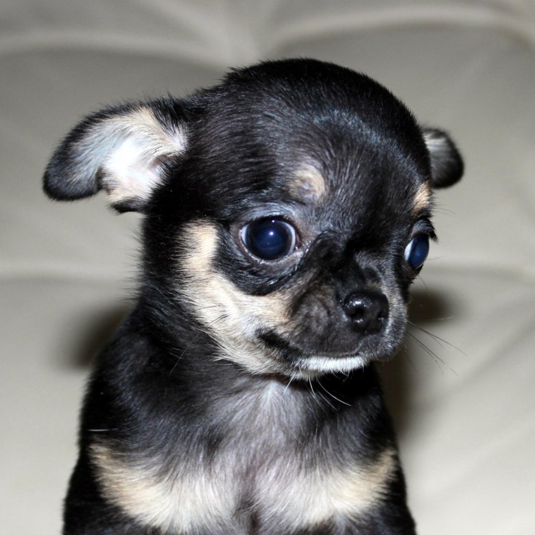 Чихуахуа мини. Собака чихуахуа девочка. Чихуахуа девочка. Чихуахуа беби. Морс чихуахуа щенки.