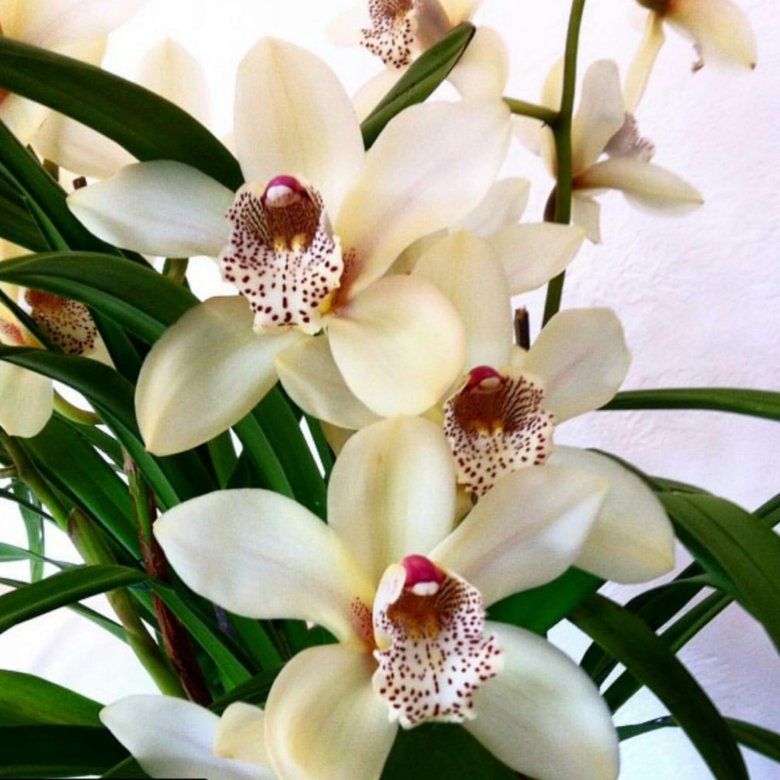 Орхидея белая цимбидиум фото