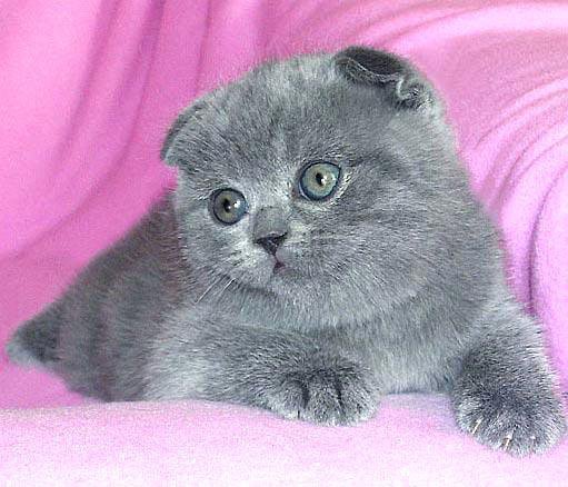 Шотландский вислоухий кот цена