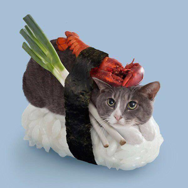 Креативный кот