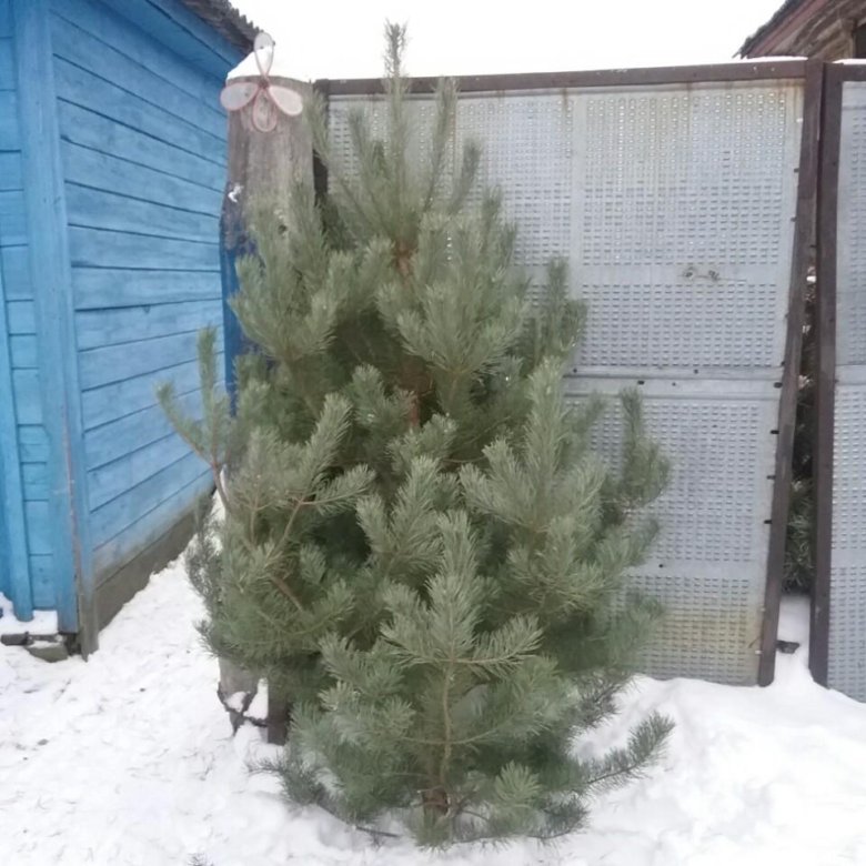 Живая сосна не пахнет на участке. Сосна Новогодняя Живая 3 м