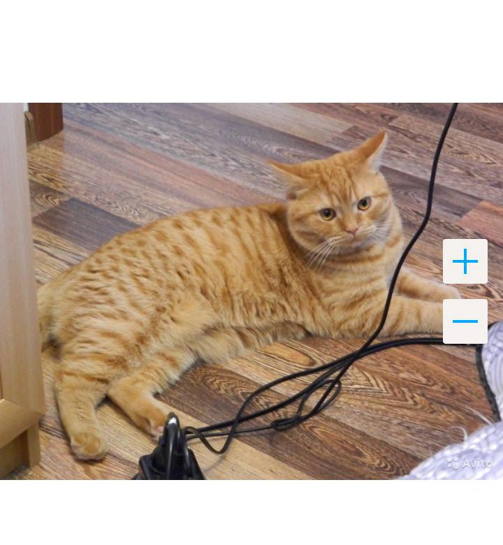 Симба рыжий котик мяу песня слушать