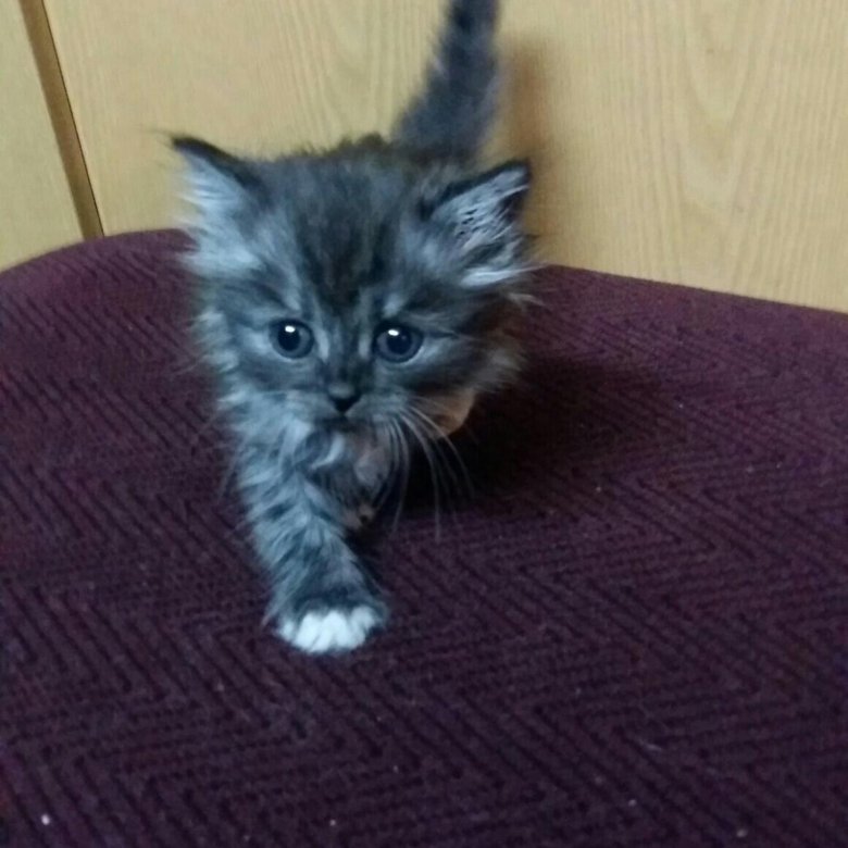Авито Балаково Купить Котенка С Фото