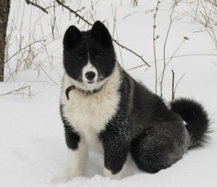 Восточно европейская лайка фото описание породы