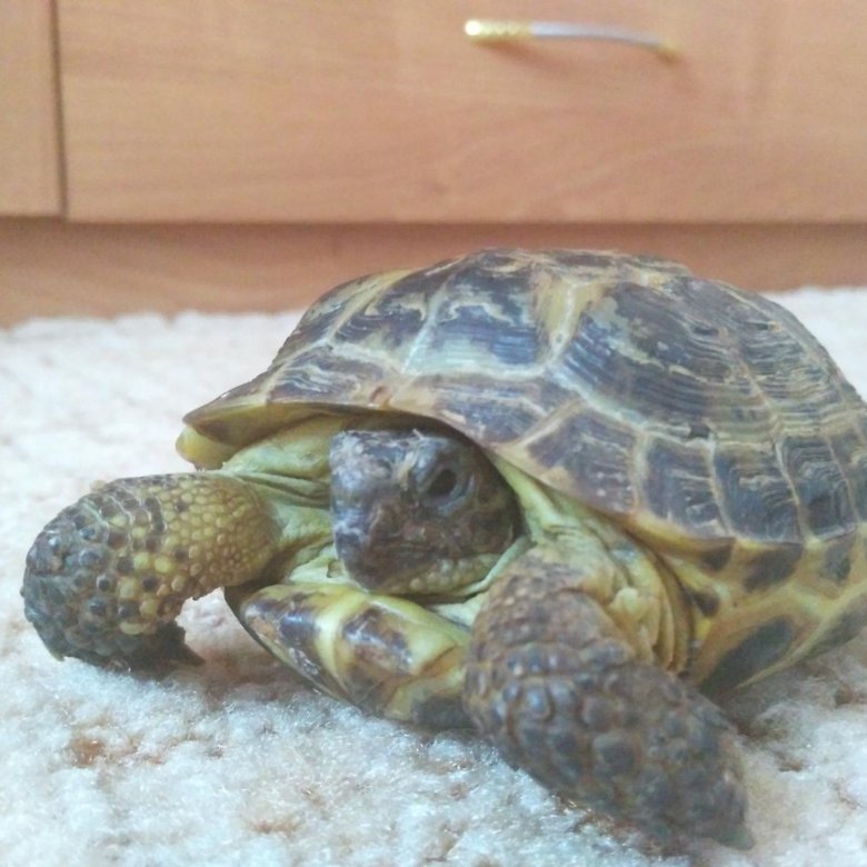 Черепахи домашние сухопутные. Сухопутные черепашки недорогие. Turtle or tortoise. Как ухаживать за сухопутной черепахой. Черепаха сухопутная новосибирск.