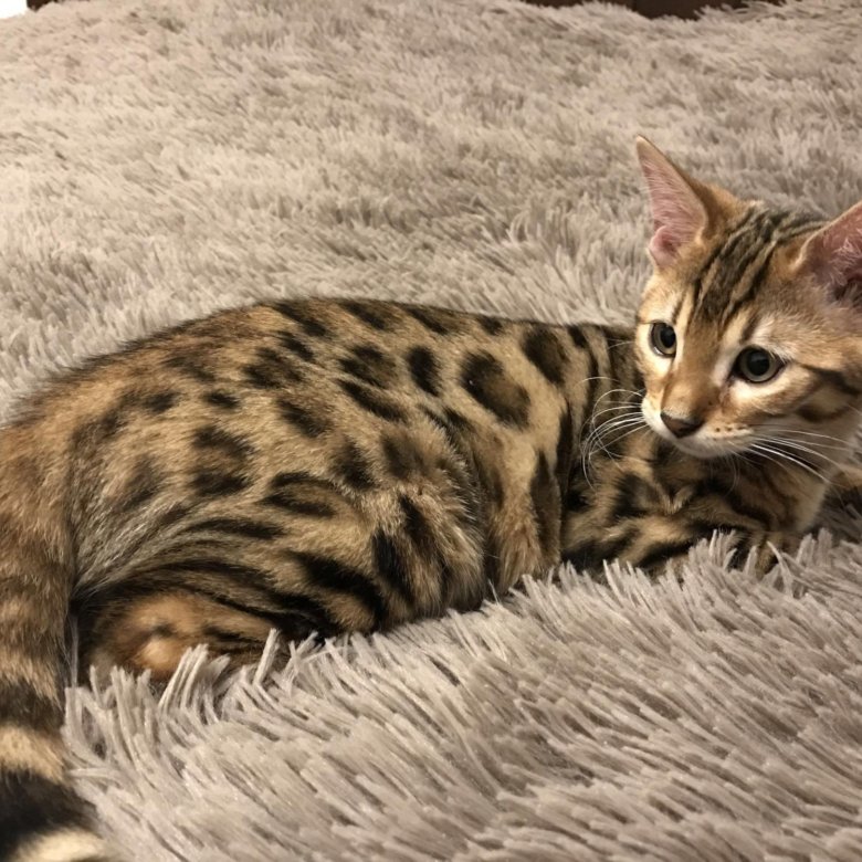 Бельгийская Кошка Фото