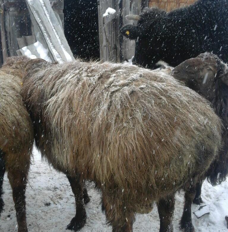 Авито курдючный баран. Курдючный баран. Баран курдючной породы. Идиньбаевсий баран курдючный. Баран курдючный кавказец.