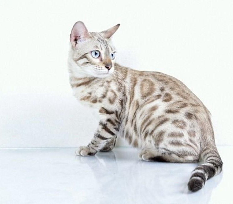 Как выглядит белая бенгальская кошка