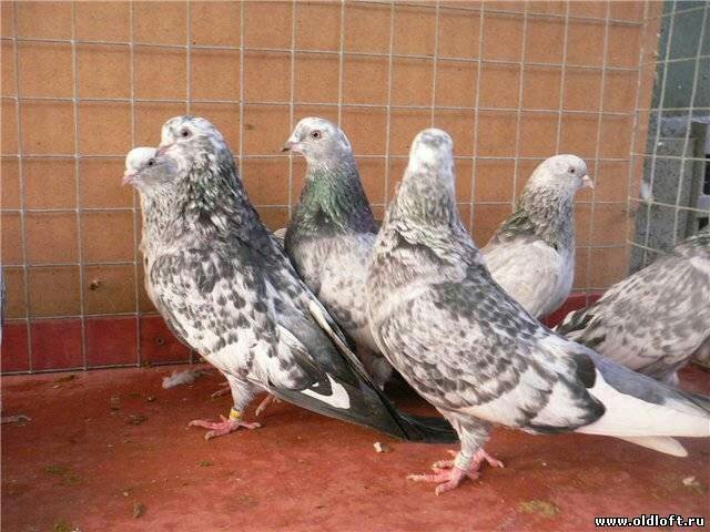 Продажа голубей в свердловской области на авито с фотографиями