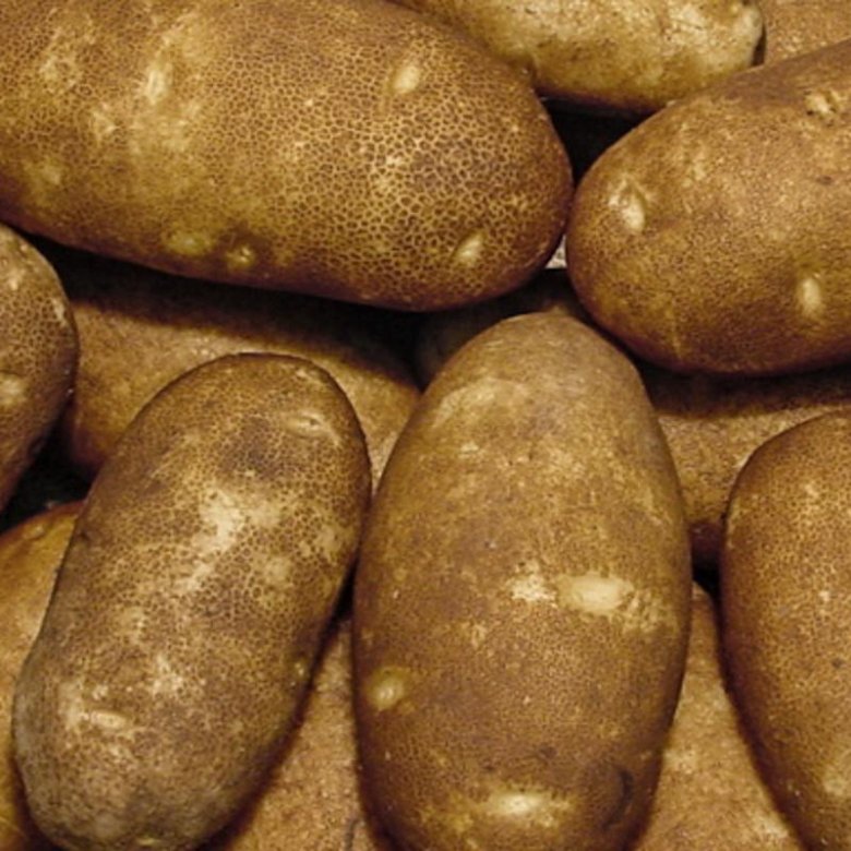 Гибрид картофель