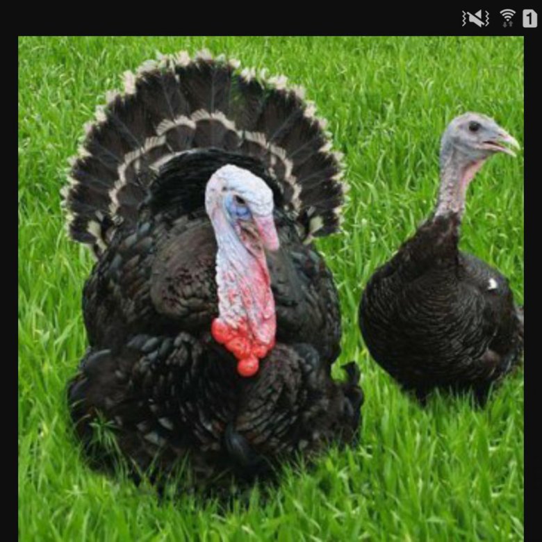 Бронзовая индюки описание. Московские бронзовые индюки. Индюк северокавказская широкогрудая. Индейка бронзовая широкогрудая bronze -708. Бронза 708 индюки.