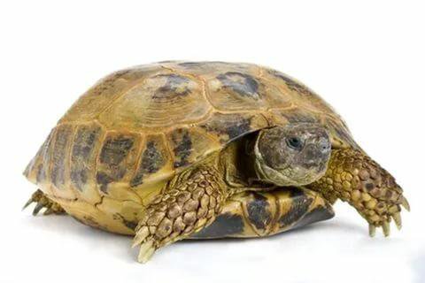 Черепахи новосибирск. Сухопутная черепаха. Морская и сухопутная черепаха. Сухопутная черепаха карета. Различия между морской и сухопутной черепахи.