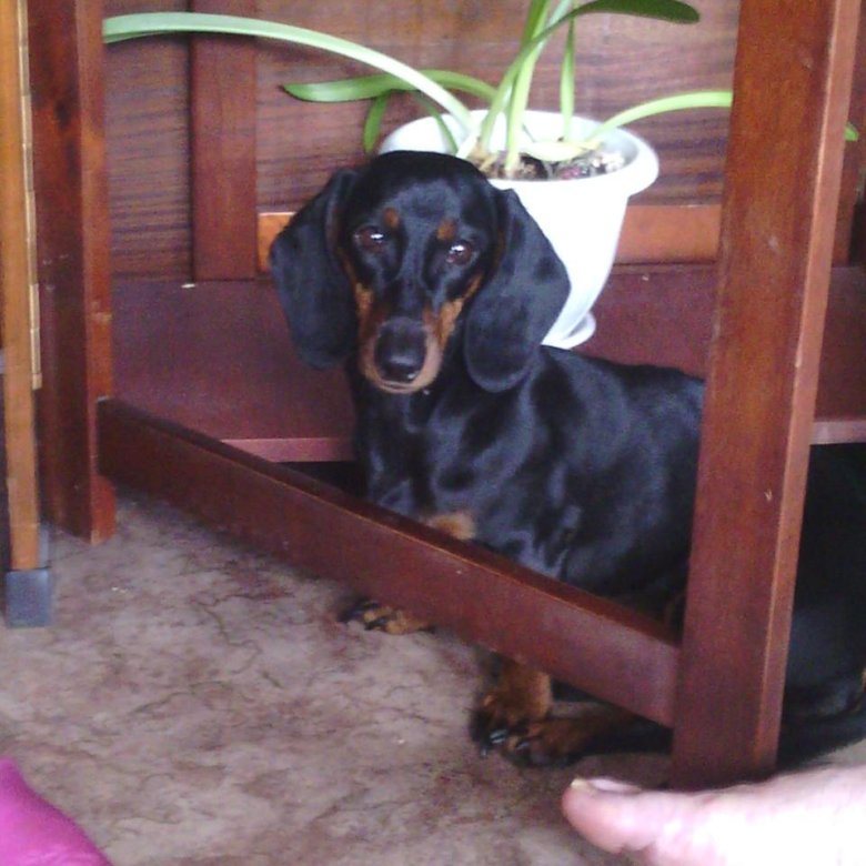 авито такса в добрые руки. отдам щенки таксы. такса в добрые руки. такса в хорошие руки. авито такса в добрые руки.