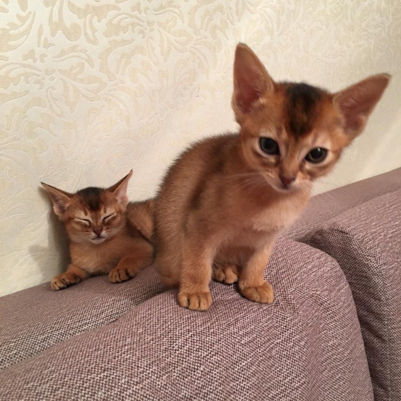 Абиссинская Кошка Котята Фото