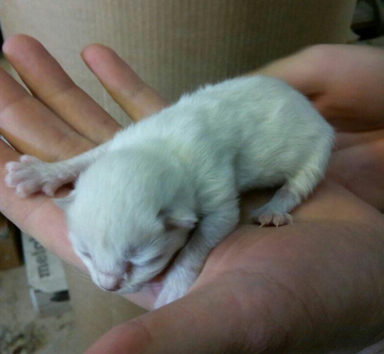 рождение котенка альбиноса у нормально окрашенных родителей. ледяная кошка. кошка альбинос вислоухая. турецкая ангора новорожденные котята. рождение котенка альбиноса у нормально окрашенных родителей.