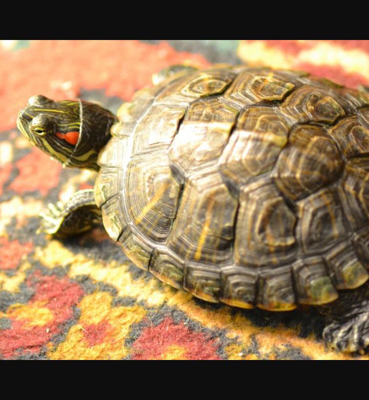 Черепаха домашняя. Красноухая черепаха.