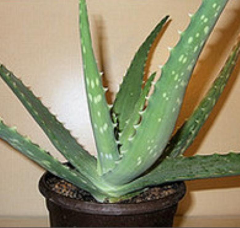Где купить алою. Aloe davyiana (алоэ давийана). Aloe vogtsii. Алоэ Раухии.рокко.