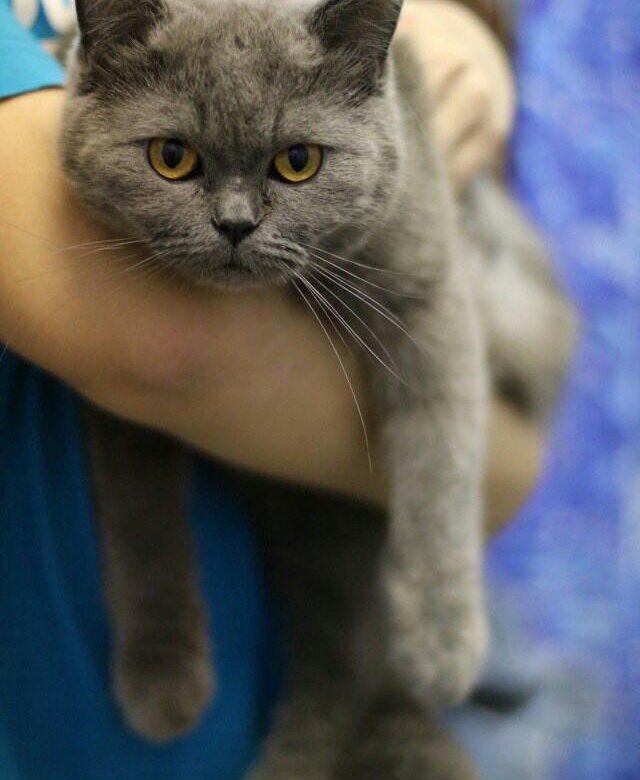 котики грей