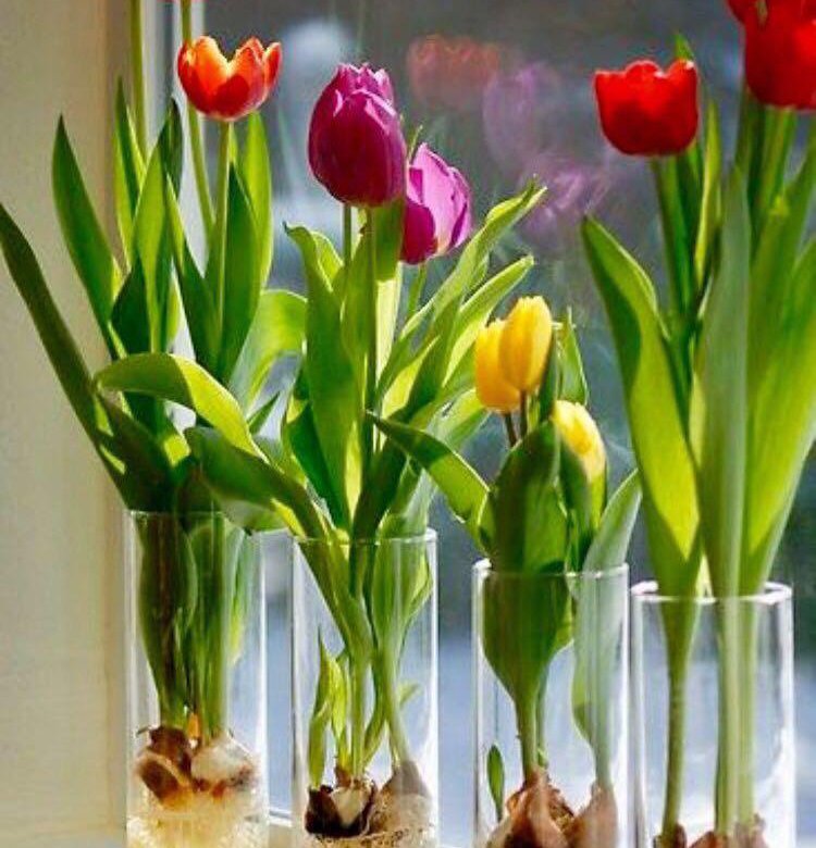 Луковичные тюльпаны. Выгонка тюльпанов. 4) Луковица тюльпана. Dome тюльпаны (Tulips) 031003.