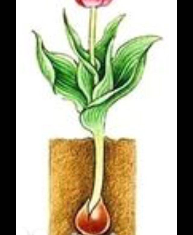 Тюльпан корневище. Корень тюльпана. Клубнелуковица тюльпана. Тюльпан растение с луковицей.