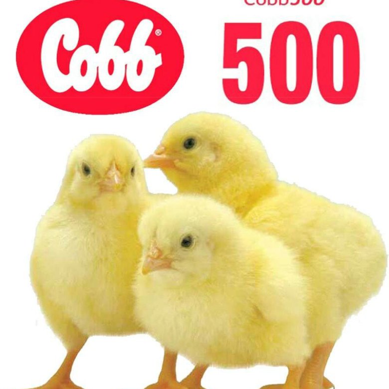 Куплю цыплят бройлеров кобб 500. Кобб 500. Суточные цыплята бройлеры Кобб 500. Бройлер Кобб 308. Цыплята Росс 308.