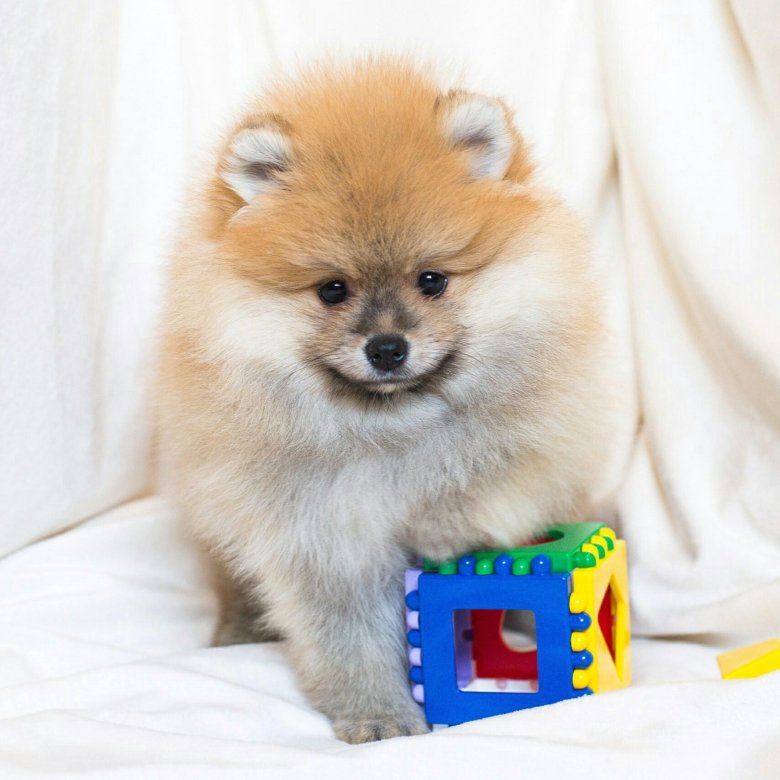 померанский шпиц. оранж шпиц померанский взрослый. имена для собак девочек шпиц белый. померанский шпиц. шпицы щенки в 2 года.