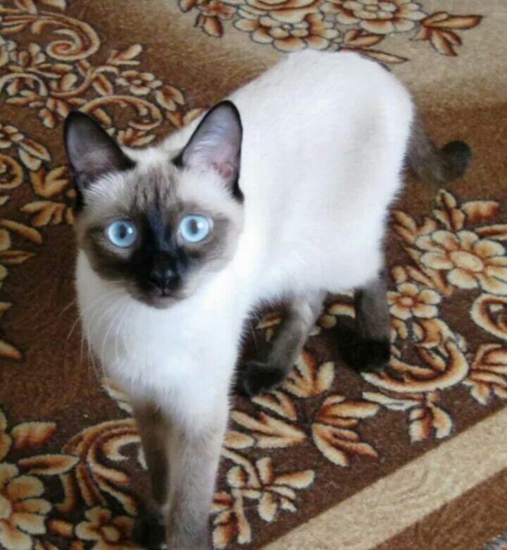 Сиамский шоколадный котенок. Сиамские котята новосибирск. Сиамские котята в хорошие руки. Имя для сиамской кошки девочки. Сиамские котята новосибирск.