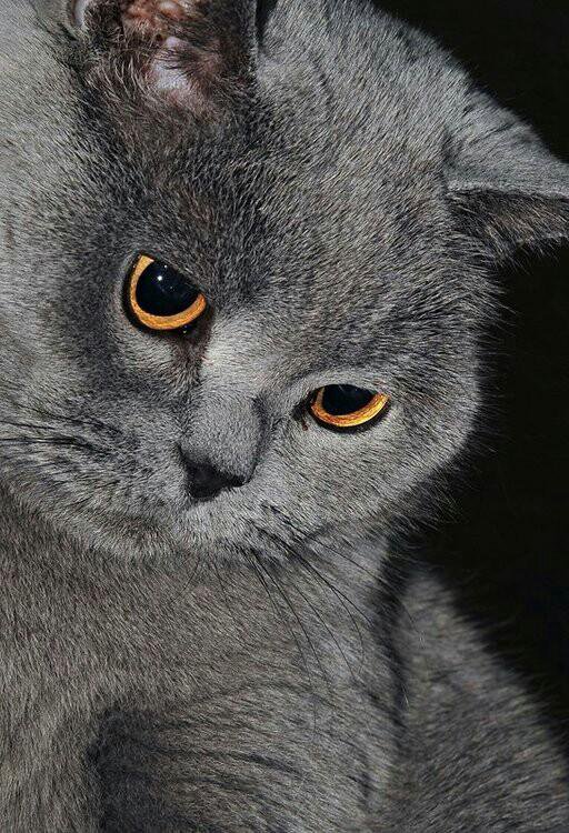 Серая британская кошка