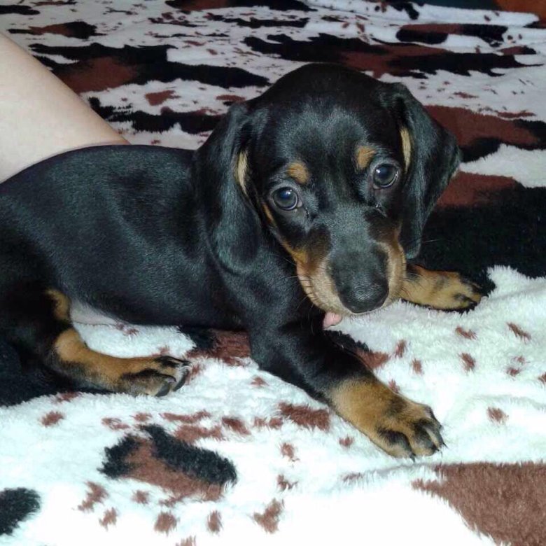 Щенки мини таксы 1 месяц. Внешний вид таксы девочка черноподпалая. Щенок таксы 4 месяца. Такса стандарт. Щенки таксы рыжие 3 месяца.