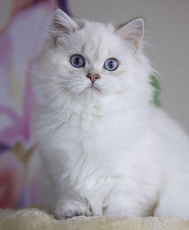 британская шиншилла пойнт фото что часто