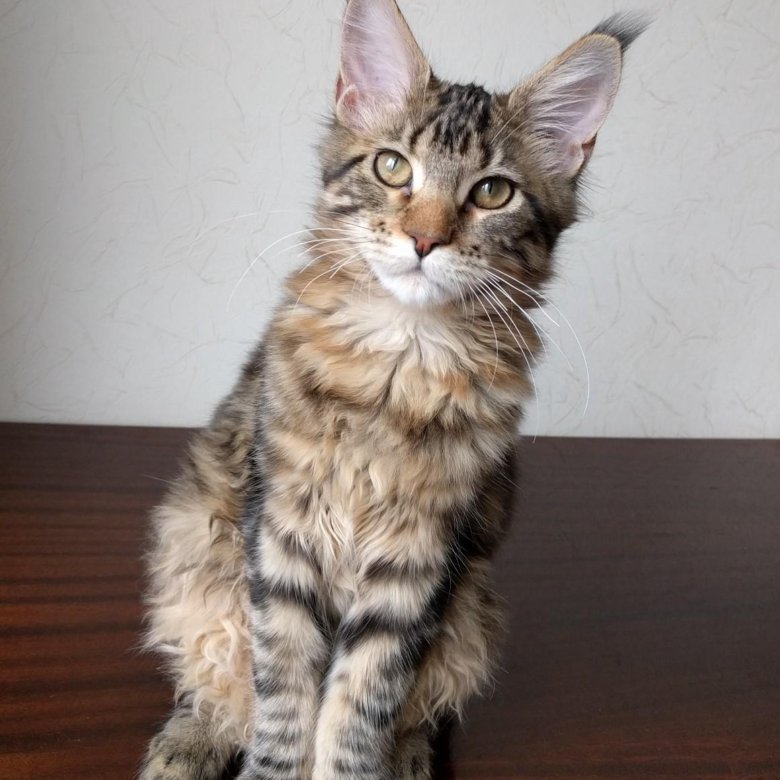 кот мейн кун 4 месяца. кот мейн кун 4 месяца. кун 4. мейн кун котенок 4 мес. котенок мейн куна 4 месяца.