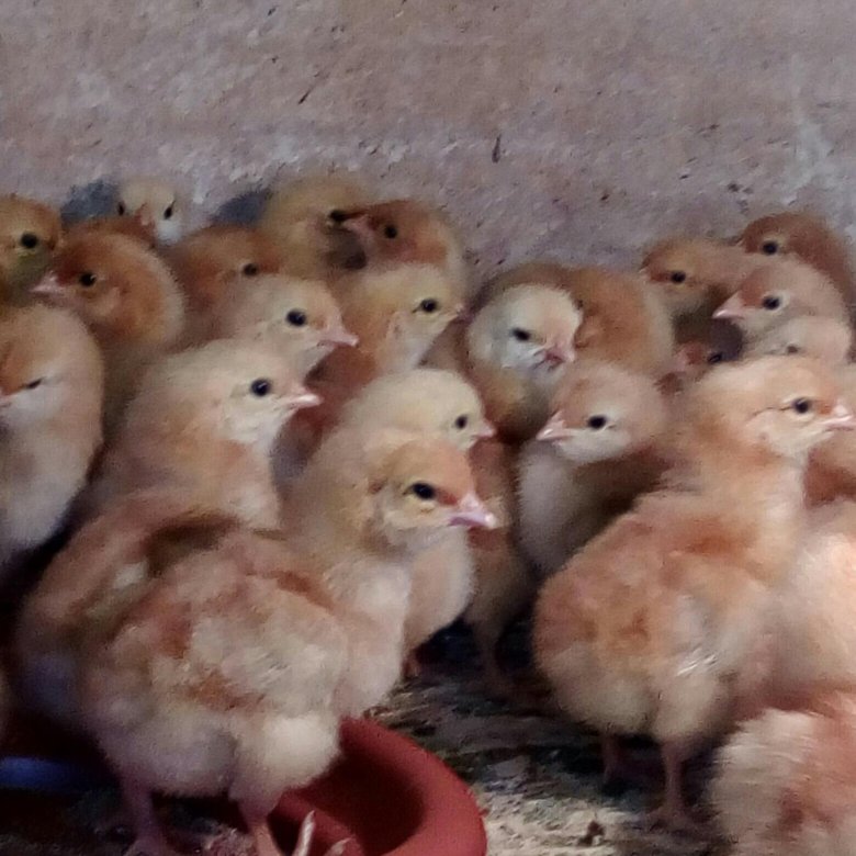 Цыплята браун фото. Цыплята Ломан Браун. Цыплята курочки Ломан брау. Суточные цыплята Ломан Браун. Суточные цыплята Хайсекс Браун.