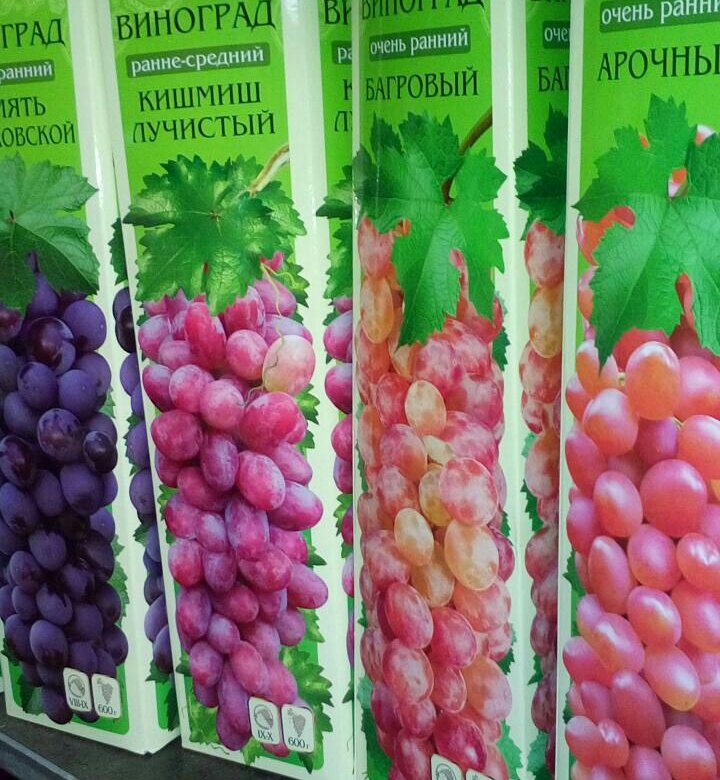 Саженцы Винограда Купить В Магазинах Москвы