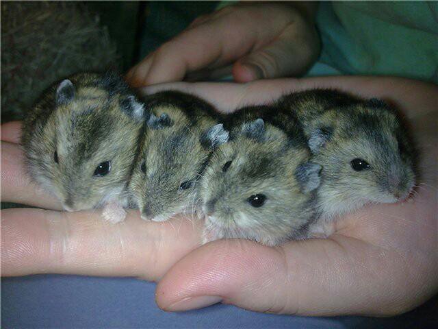 You need two hamsters to breed with a male and female this is how you can tell b