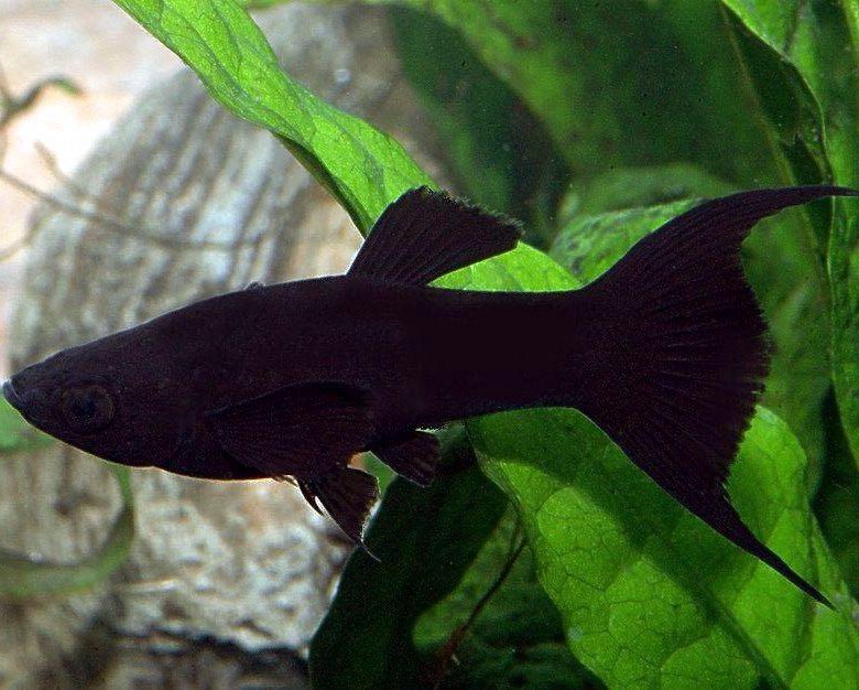 Black molly trächtig