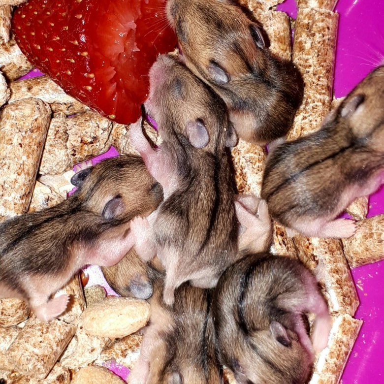 джунгарские хомяки зоомагазин. зоомагазин джунгарик. северный, станция юных натуралистов. 4 лапы хомяки. сирийский хомяк 1 месяц.