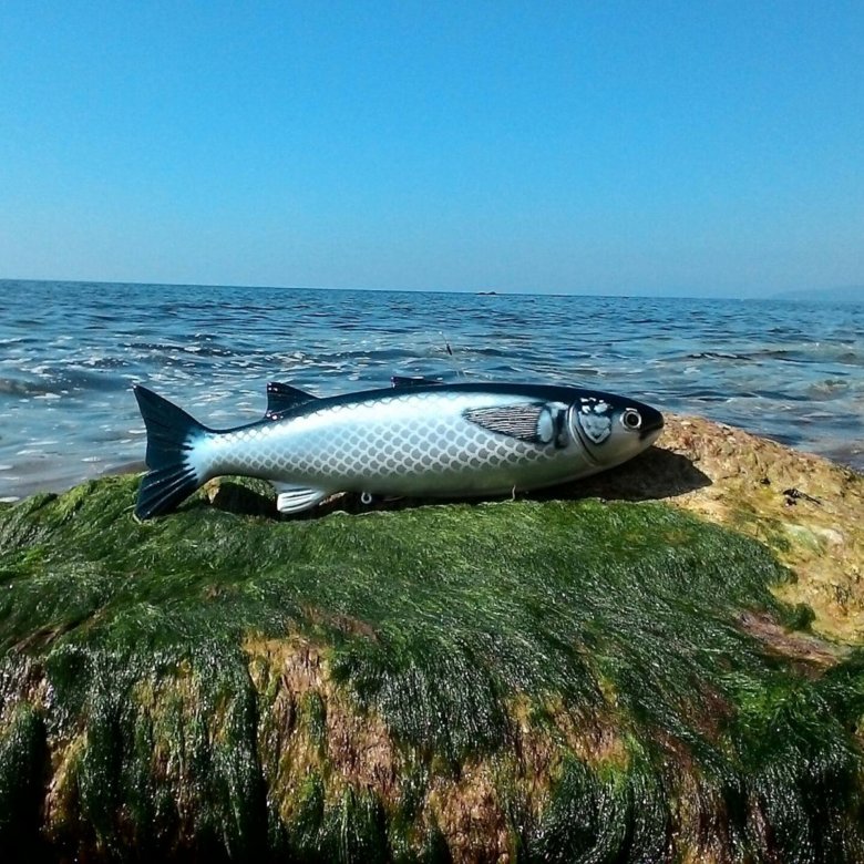 Маруська для подводной охоты. Рыба Маруська. Рыба замануха. Маруська приманка для подводной охоты.