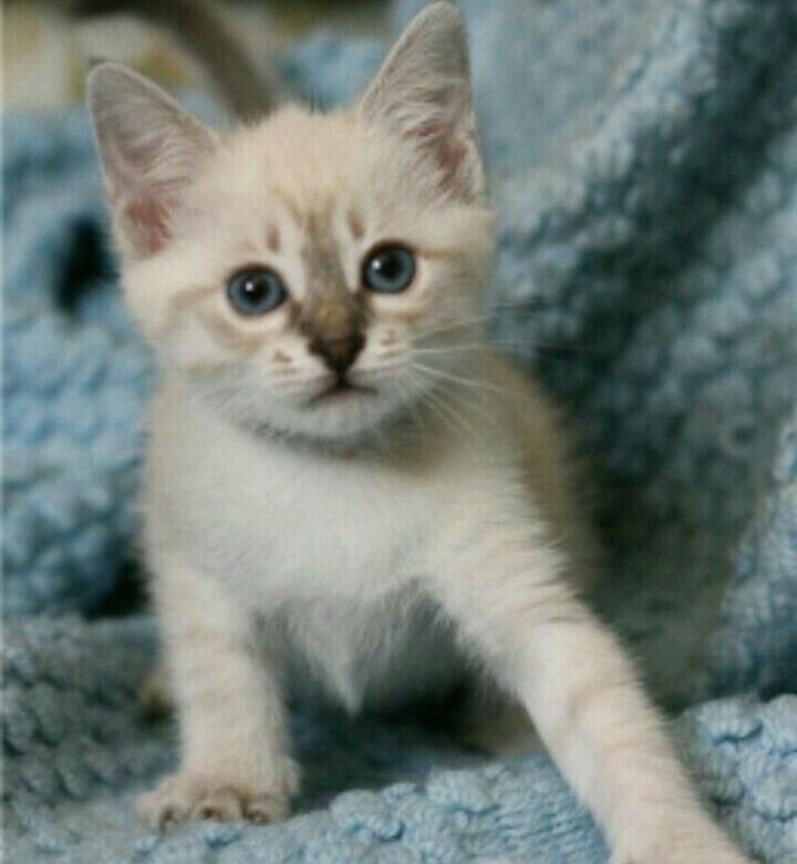 Тайская кошка породы кошек