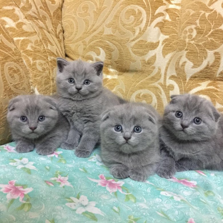 Котята Вислоухие Шотландские Цена На Авито Фото