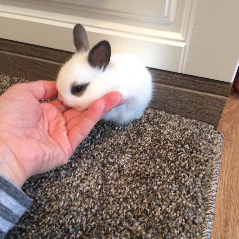 Домашний маленький кролик. Карликовый кролик Пигмей. Миниатюрный кролик. Кролик домашний декоративный. Кролики декоративные Карликовые.