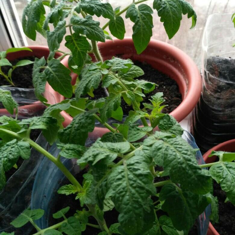 Рассада балконных помидор. Пикировать черри балконные помидоры. Одеоз рассады томатов. Рассада черри элизабет. Подоконные помидоры черри.