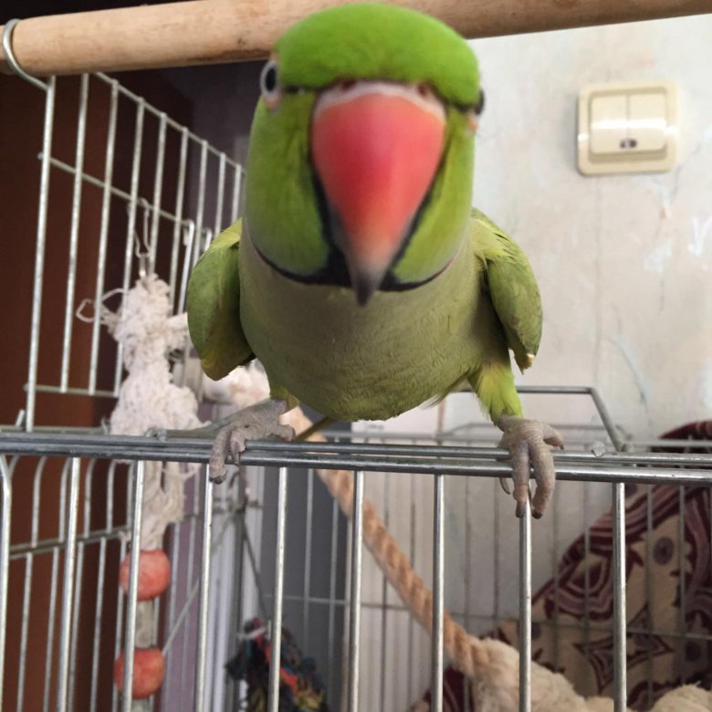 Какие попугаи говорящие домашние. Домашний попугай с дикими животными. Какие попугаи говорящие домашние. Попугай домашний. Волнистый попугай разговаривает.