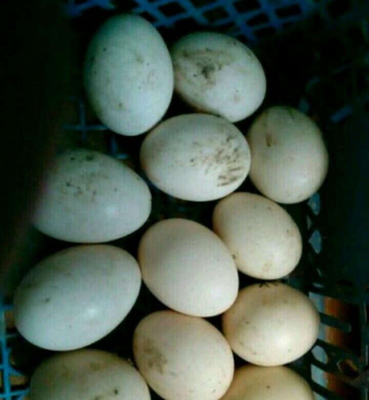 Сколько индоутка сидит на яйцах. Инкубационное яйцо индоутки. Яйцо индоутки. Цвет яиц индоутки. Яйца индоутки лоток.