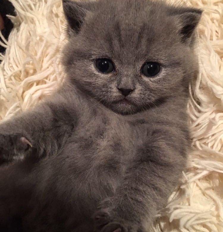 Белый котенок. Маленькие котята девочки. Белый котенок. Невская маскарадная голубоглазая. Котята пермь.