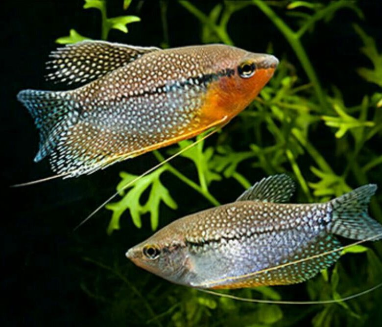 Гурами мраморный самец и самка. Гурами аквариумная рыбка. Гурами. Гурами самец. Гурами различие.