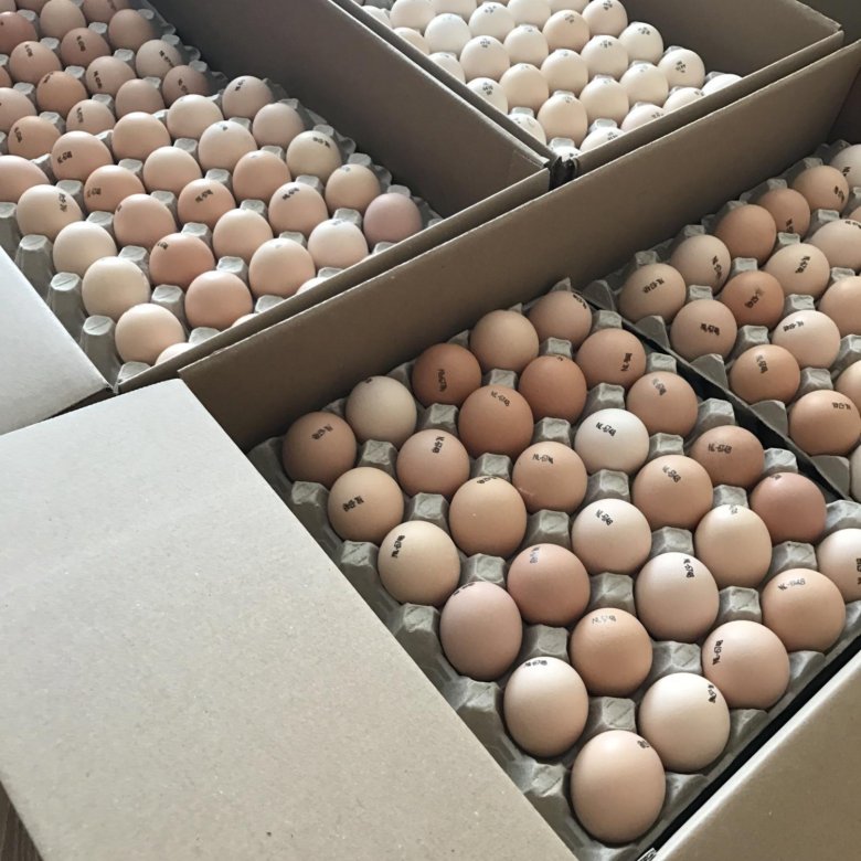 Купить инкубационное яйцо в москве и области. Инкубационное яйцо бройлера Кобб 500. Инкубационное яйцо Гриз бар. Инкубационное яйцо Доминант. АРБОР Эйкерз инкубационное яйцо.