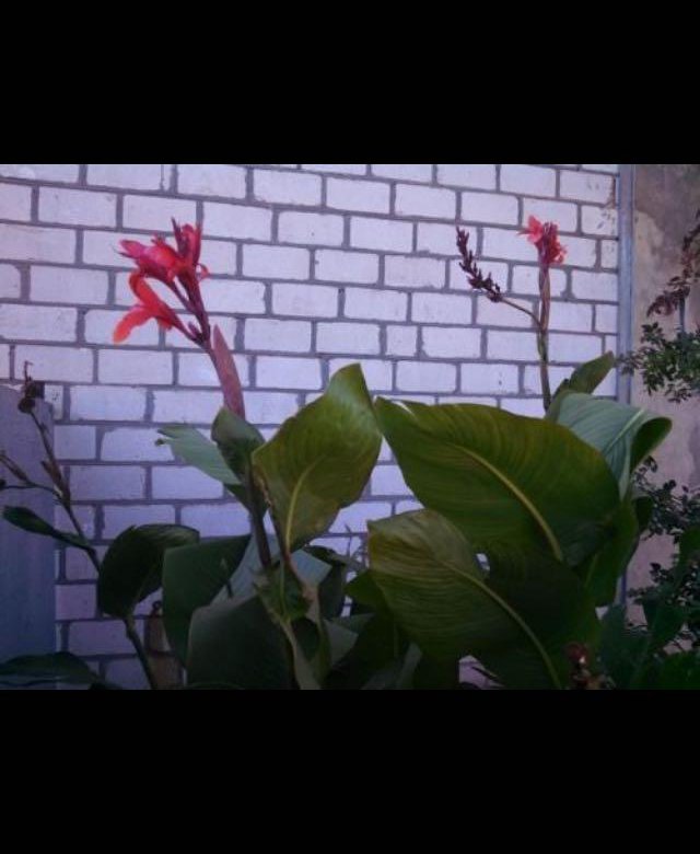 Канна цветок фото. Канны цветы. Канны красные цветы. Канны цветы зимой. Канна амбассадор.