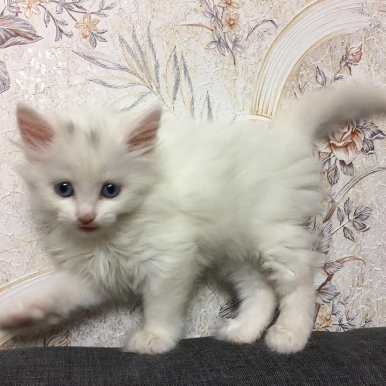 Авито белые котята. Авито белые котята. Авито белые котята. Воткинск авито котята. Белый котенок с разными глазами.