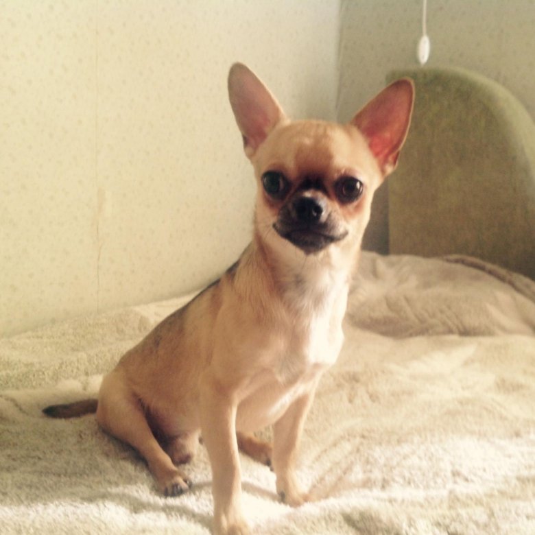 Чихуахуа мини 1 месяц. Собака чихуа в 6 месяцев 1,200. Чихуахуа в 6 месяцев. Чихуахуа в 6 месяцев. Чихуа зуа 6 месяцев.