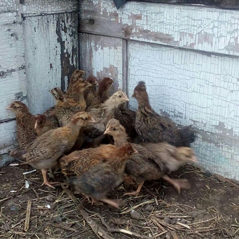 Город анжеро-судженск объявления в газете по продаже животных собак. Козы зааненской породы. Авито животные. Бычек. Авито.